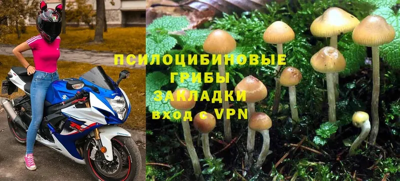 Псилоцибиновые грибы Psilocybe  кракен ONION  Ульяновск 